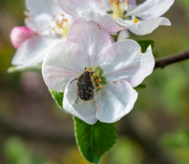 Böcek Tropinota Hiro tarafından elma hasadının tahrip edilmesi, infloresans ile beslenen bir haşere..