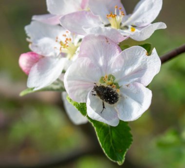 Tropinota hirta meyve ağaçlarının tomurcukları ve çiçekleriyle beslenir ve mahsulü yok eder.
