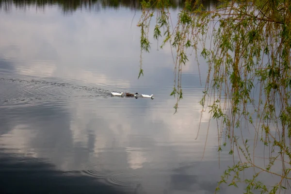 Patos Nadando Lago Coleta Ervas Daninhas Pequenos Peixes Salgueiro Inclinado — Fotografia de Stock