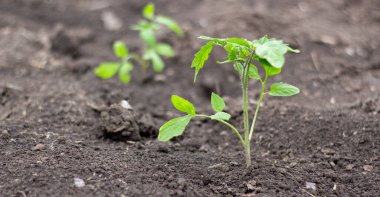 Domates tohumu tarlada filizleniyor, açık alanda domates yetiştiriyor ve sebze yetiştiriyor..