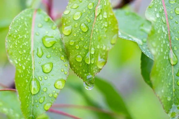Pear leaves with water drops after rain and selective focus and blurred background.