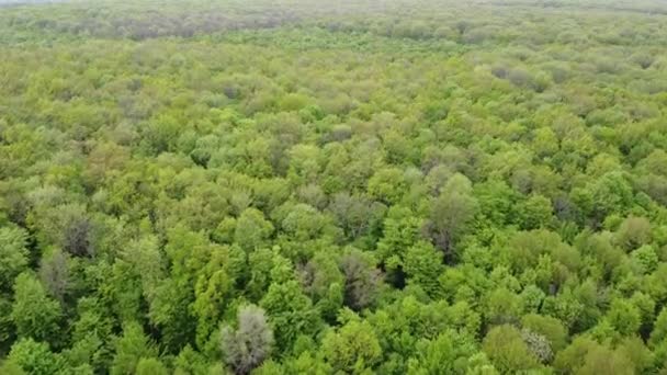 Vlucht Boomtoppen Groen Bos Met Jonge Bladeren Het Voorjaar Emmers — Stockvideo