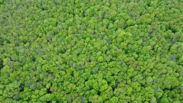 Arbres verts dans et leurs couronnes, forêt verte avec de jeunes feuilles vue du ciel .