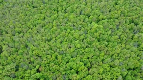 緑の木々と冠 若い葉が空から見える緑の森 — ストック動画