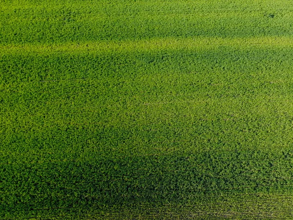 田间绿小麦的提取背景 植物的深色和浅色区域 — 图库照片