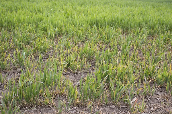 小麦干枯 干旱和缺乏水分 对作物生长有害 — 图库照片