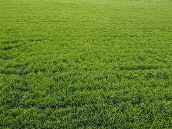 Hintergrund Des Grünen Weizens Auf Dem Feld — Stockfoto