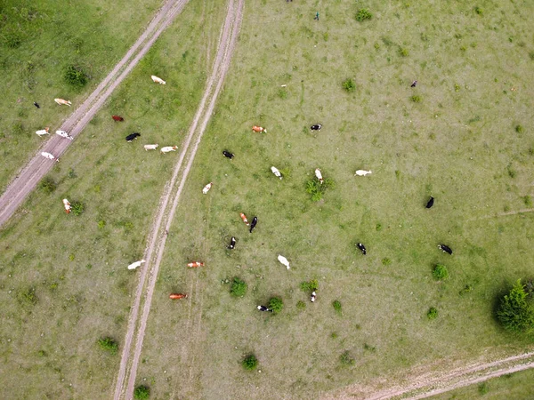 Una Pequeña Manada Vacas Pastan Césped Verde Vista Superior —  Fotos de Stock