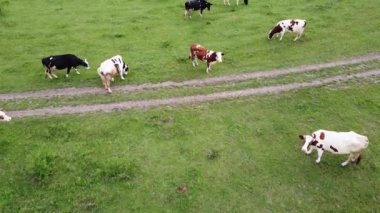 Yeşil otların yetiştiği bir çayırda bir inek sürüsü otluyor..