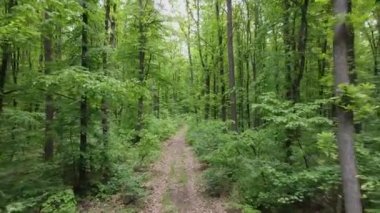 Yoğun yeşil ormanda uçmak, çalılarla kaplanmış, ve asfalt yol üzerinde.