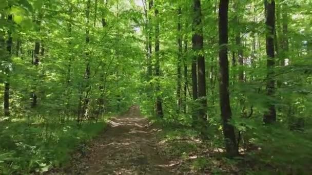 Forêt printanière verte et route à travers les buissons. Journée ensoleillée et soleil éclatant .