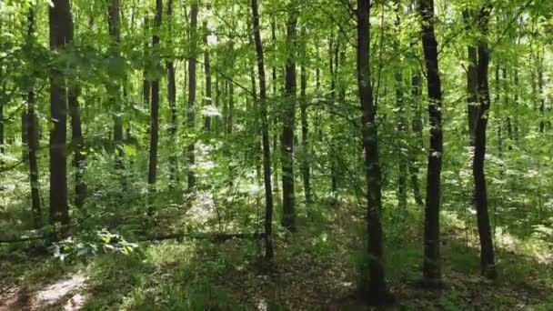 Vol à la crème des arbres dans la forêt, journée ensoleillée, soleil éblouissant .