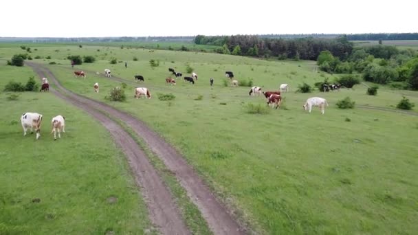 Una Pequeña Manada Ganado Pastando Prado Con Hierba Verde Pastoreo — Vídeo de stock