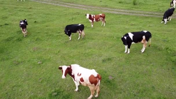 Тваринництво Гуляє Лузі Пасе Корови Дикій Природі Корм Зеленій Траві — стокове відео
