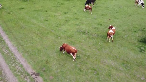 Vaches broutant sur une pelouse avec de l'herbe verte. Air frais et produits laitiers écologiquement propres .