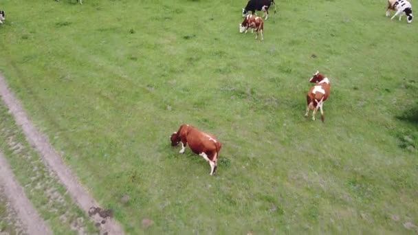 Vacas Pastando Gramado Com Grama Verde Fresco Produtos Lácteos Ecologicamente — Vídeo de Stock