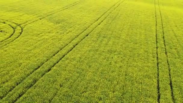 Campo Colza Campo Cultivado Preparado Para Siembra — Vídeos de Stock