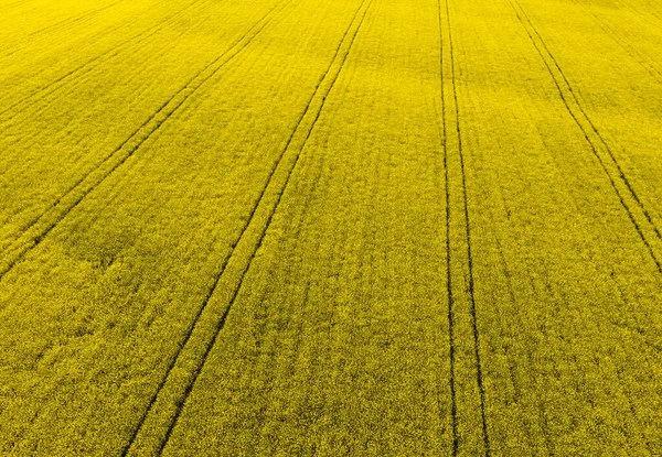 Fondo Giallo Campo Colza Fiorita — Foto Stock