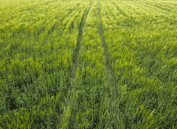Pšeničné Stopy Pole Zelené Pšenice Mladé Hřeby — Stock fotografie