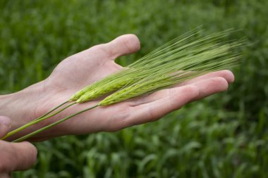 Bir çiftçinin elinde üç tane buğday ya da arpa. Çiftçi yaklaşan hasada bakıyor..