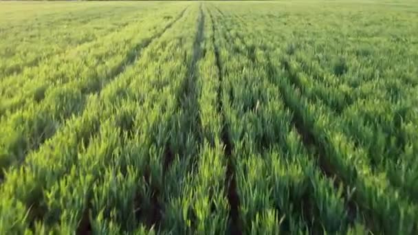 Pšeničné Plodiny Zelená Hmota Řady Mladé Pšenice Poli Přelétající Nad — Stock video