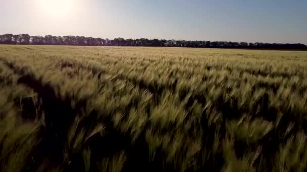 Полет Над Колосьями Пшеничного Поля Утром Восходом Солнца — стоковое видео