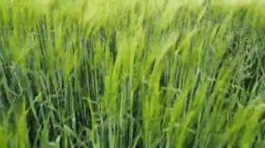 Rüzgarda savrulan buğdayın genç yeşil kulakları.