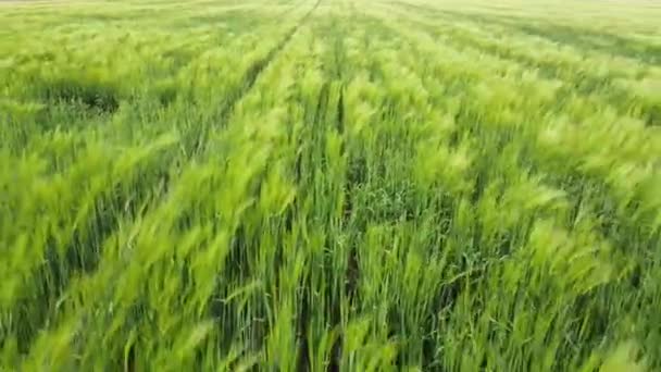 Rangées Jeunes Blés Avec Flocons Balançant Dans Vent Sur Champ — Video