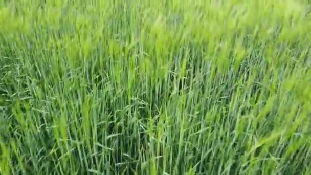 Зелена Молода Пшениця Або Ячмінь Молодими Вухами — стокове відео