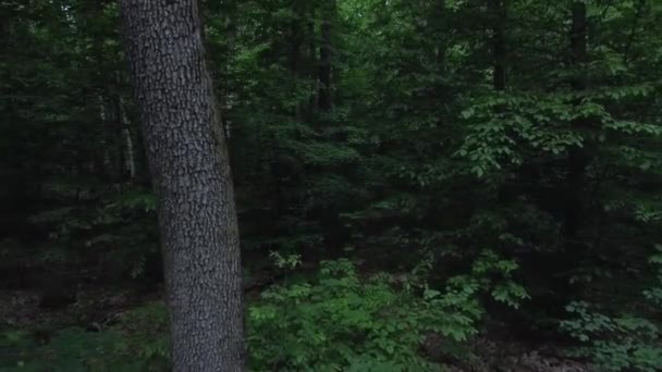 Quadcopter Ile Karanlık Ormanda Uçmak Sağlıklı Bir Ağacın Yanında Uçmak — Stok video
