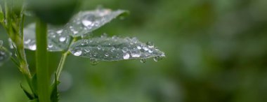 Yonca yapraklarındaki çiğ damlaları, yağmurdan sonraki ıslak çimenler..