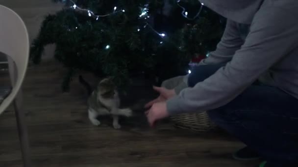 Katze spielt und kaut am Weihnachtsbaum — Stockvideo