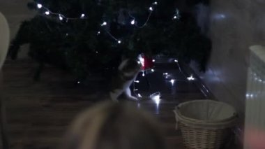 Beyaz kedi yavrusu bir Noel ağacına, yeni yıl oyuncaklarına, yanıp sönen bir çelenge saldırdı.