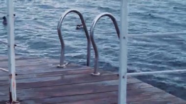 Wild ducks, male, birds green head, swim near house on water, steps for descent.