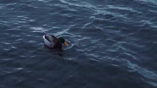 Wild duck, male, with a green head, swims along a cold blue, gray river — Stockvideo