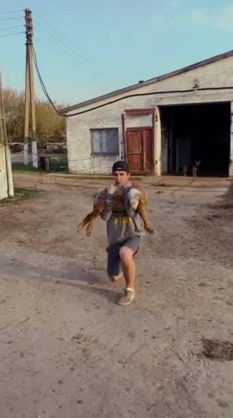 Young guy, blogger, crouches with sheep on his shoulders in village, afternoon — Stock Video