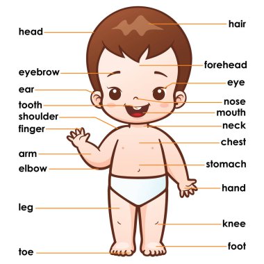 Vocabulary part body clipart