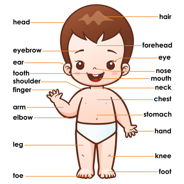 Vocabulary part body