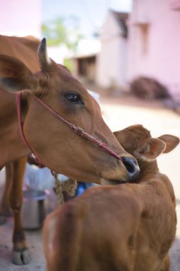 Perambalur, Hindistan. Ocak 2020 civarı. Uzun bir günün ardından bir inek yavrusunu kucaklıyor..
