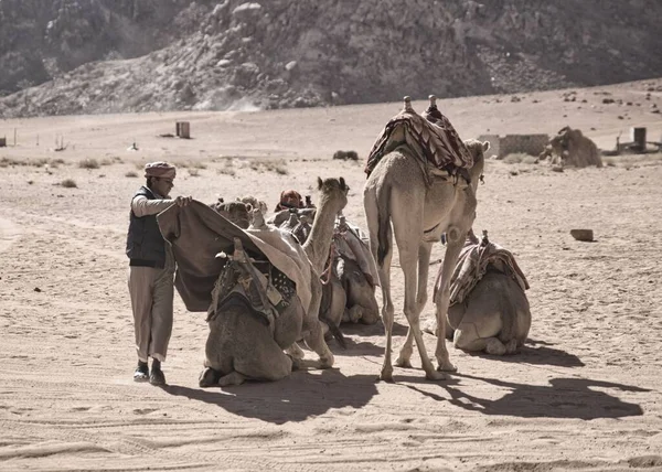 Wadi Rum Desert Giordania Circa Novembre 2019 Adolescente Sta Seguendo — Foto Stock