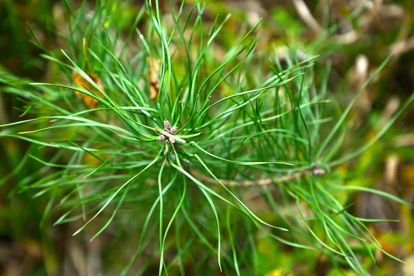 pine tree sprout close up photo