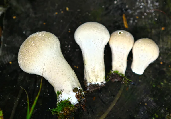 Hongos inflados yacen en crudo —  Fotos de Stock