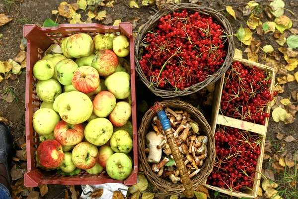 秋收-荚蒾、 蘑菇、 苹果 — 图库照片