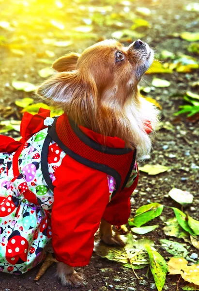Chihuahua cão em femile vestido ao ar livre — Fotografia de Stock
