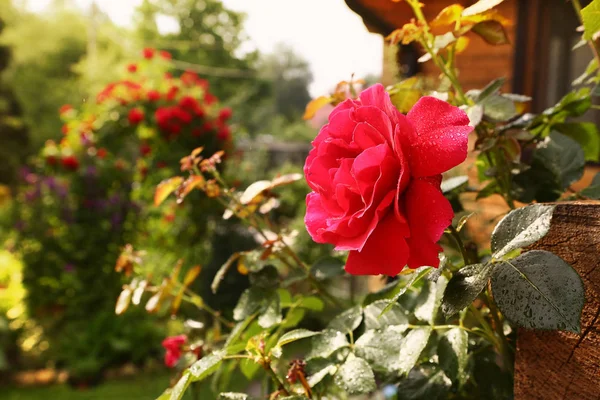 Vörös rózsa, eső csepp közelről fotó — Stock Fotó