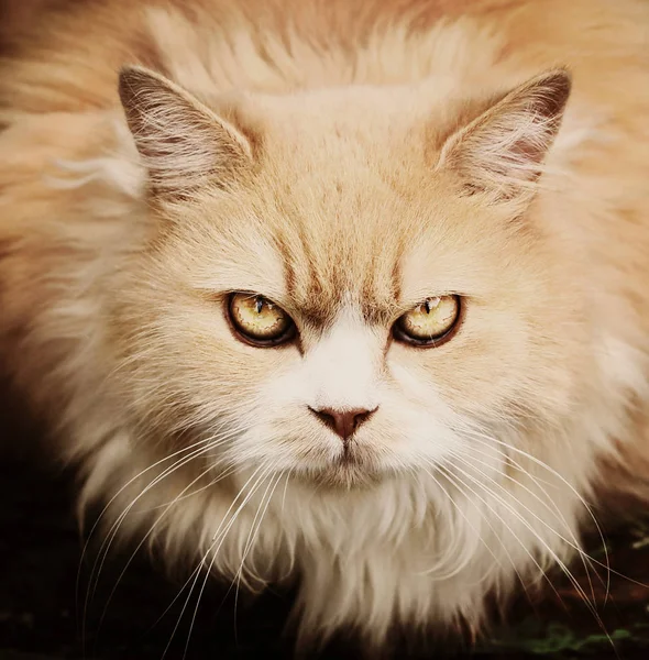 Persische Katze Warnblick Nahaufnahme Porträt — Stockfoto