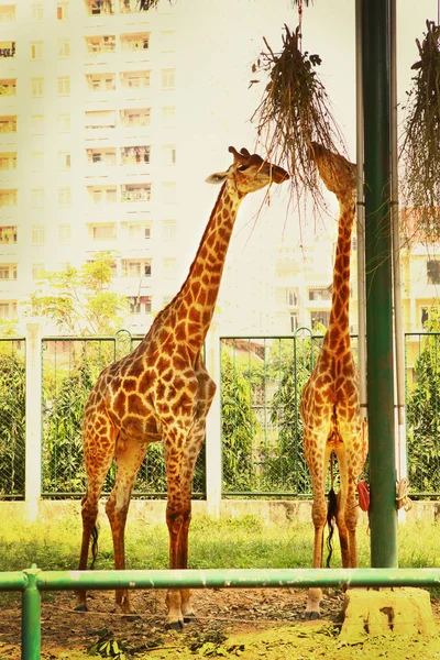 Giraff in zoo eating from tree leafs — Stock Photo, Image