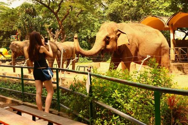 Tourist teen girl make photo of elehpants — Stock Photo, Image