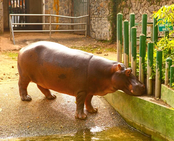 Hipopotamus hipo in ho chi mihn zoo — Stockfoto