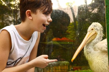 genç çocuk Hayvanat Bahçesi beyaz pelikan ile kapatmak yukarıya fotoğraf